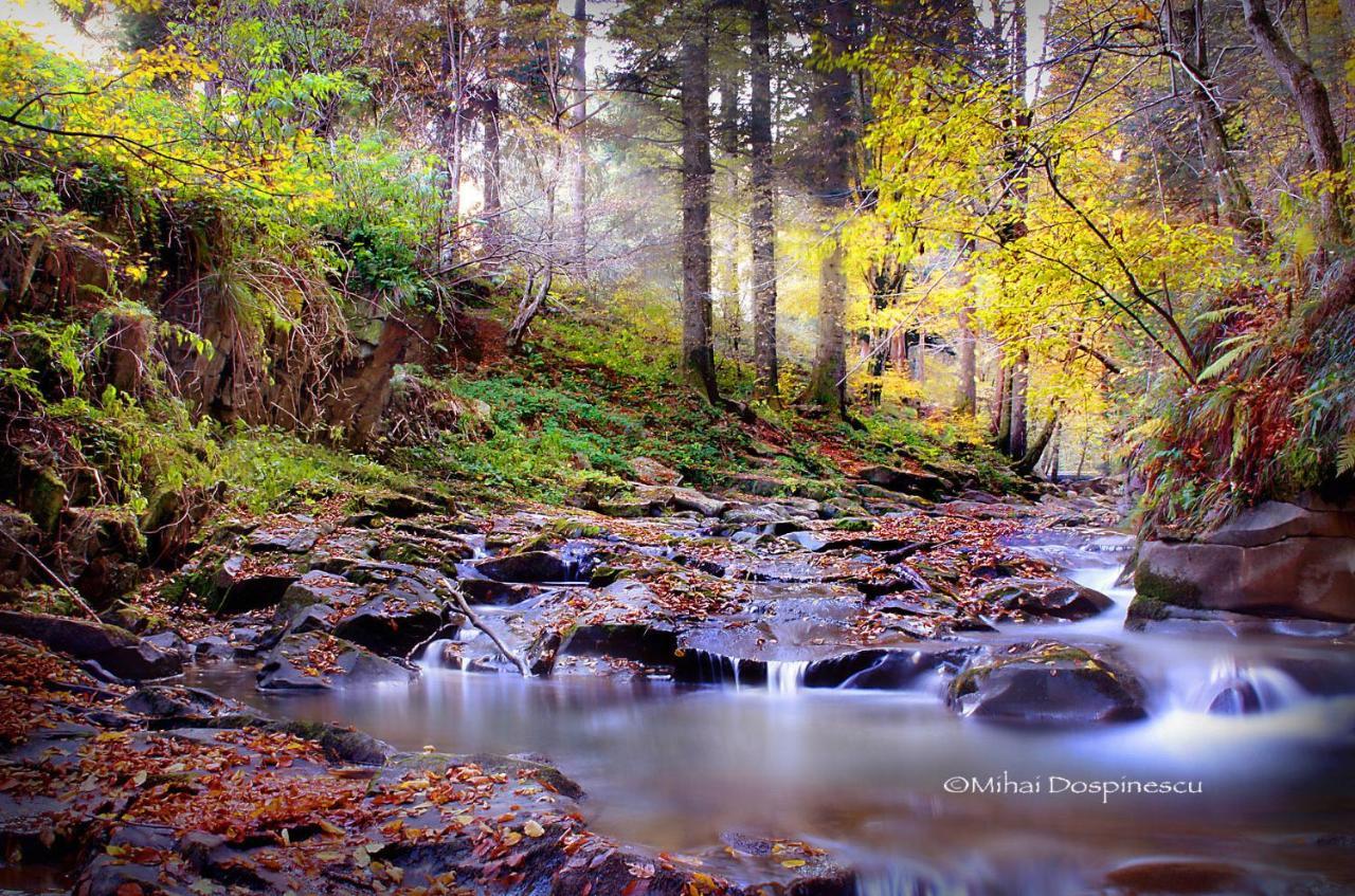 Diandru * Slanic Moldova